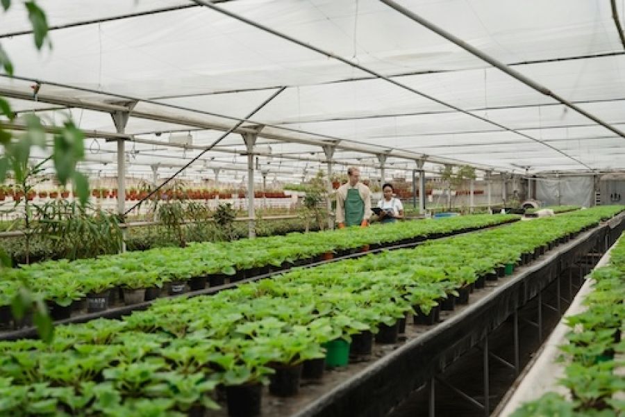 Two people inspecting a large greenhouse. 